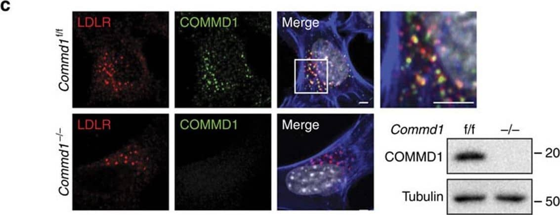 LDLR associates with COMMD1 and the WASH complex.(a) Human embryonic kidney 293T (HEK293T) cells were transfected with constructs expressing Flag-LDLR with either COMMD1-GST or GST alone. Interaction with COMMD1 was detected via pull-down assay using glutathione sepharose beads. (b) HEK293T cells were transfected with Flag-LDLR vector, and interaction with endogenous COMMD1 was detected by immunoprecipitation with rabbit anti-Flag-antibody. (c) Colocalization of LDLR (red) and COMMD1 (green) in Commd1f/f MEFs examined by immunofluorescence staining. Representative images are shown; scale bar, 5μm. LDLR (red) and COMMD1 (green) was stained in COMMD1-deficient MEFs (Commd1−/−) and imaged by confocal fluorescence microscopy. COMMD1 levels in Commd1f/f and in Commd1−/− MEFs determined by immunoblot analysis. (d) Liver of a WT chow-fed mouse was homogenized and loaded on a continuous 10–40% sucrose gradient. Fractions were separated by ultracentrifugation and immunoblotted using antibodies against COMMD1, LDLR, WASH1, FAM21, VPS35 and CCDC22. The figure represents results of three independent experiments. (e) HEK293T cells were transfected with Ha-COMMD1 construct together with GST alone, GST-LDLRct (GST-tagged cytosolic domain of LDLR) or GST-LDLRct Y807A (GST-tagged mutated cytosolic domain of LDLR). Pull-down assay was performed to study the interaction between LDLRct and COMMD1. (f) Lysates of Flag-LDLR-transfected HEK293T cells were used for immunoprecipitation assays. Immunoprecipitates were washed, separated by SDS–polyacrylamide gel electrophoresis and immunoblotted as indicated. Image collected and cropped by CiteAb from the following publication (//www.nature.com/articles/ncomms10961), licensed under a CC-BY license. Not internally tested by R&D Systems.