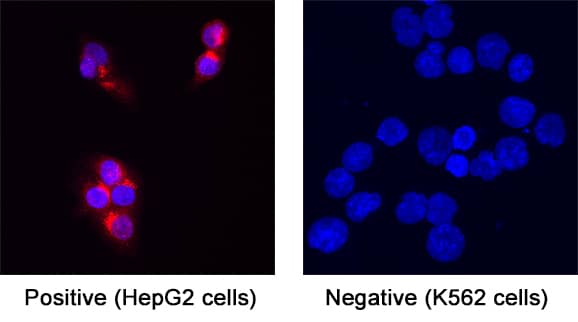 BMP-4 was detected in immersion fixed HepG2 human hepatocytoma cell line (positive) or K562 human myelogenous leukemia cell line (negative) using Rabbit Anti-Human BMP-4 Monoclonal Antibody (Catalog # MAB7572) at 8 µg/mL for 3 hours at room temperature. Cells were stained using the NorthernLights™ 557-conjugated Anti-Rabbit IgG Secondary Antibody (red; NL004) and counterstained with DAPI (blue). Specific staining was localized to cytoplasm. View our protocol for Fluorescent ICC Staining of Cells on Coverslips. 