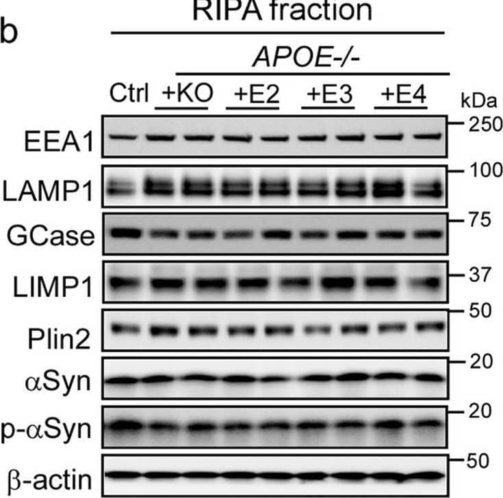 Western Blot Perilipin-2/ADFP Antibody (788620)