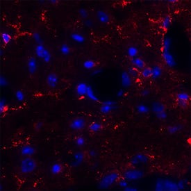 Immunohistochemistry Orexin A/Hypocretin-1 Antibody (97505) [Unconjugated]