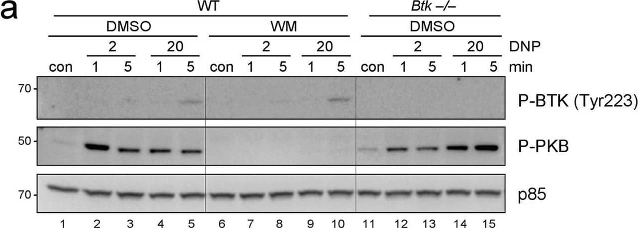 Antigen-triggered phosphorylation of BTK and PLC gamma  in BMMCs is independent of PI3K. (a) WT BMMCs were pre-treated for 20 min with 100 nM Wortmannin (WM) or vehicle (DMSO) and were then left untreated (con) or stimulated with the indicated concentrations of Ag (DNP-HSA [DNP]) for 1 and 5 min. Btk−/− BMMCs were pre-treated with DMSO and stimulated accordingly. Whole-cell lysates were subjected to Western Blot analysis with antibodies against P-BTK (Tyr223), P-PKB (Ser473), and p85 (loading control). (b) WT BMMCs were pre-treated for 20 min with 100 nM WM or vehicle (DMSO) and were then left untreated (con) or stimulated with Ag (20 ng/ml DNP-HSA) for the indicated times. Btk−/− BMMCs were pre-treated with DMSO and stimulated accordingly. Whole-cell lysates were subjected to Western Blot analysis with antibodies against P-BTK (Tyr551), BTK, P-PKB (Ser473), and p85 (loading control). (c) WT and Btk−/− BMMCs were pre-treated for 20 min with 100 nM WM or vehicle (DMSO) and were then left untreated (con) or stimulated with the indicated concentrations of Ag for 1 and 5 min. Whole-cell lysates were analysed by immunoblotting against P-PLC gamma 1 (Tyr783), PLC gamma 1, P-PKB (Ser473), and p85 (loading control). Densitometry of P-PLC gamma 1 with reference to PLC gamma 1 was performed using ImageJ software (NIH, USA) and normalised to WT cells pretreated with DMSO and stimulated with 1 ng/ml Ag (1 min). Comparable results were obtained in at least three experiments with different BMMC cultures. Fine vertical lines were inserted to allow for better discrimination of cells/conditions. Image collected and cropped by CiteAb from the following open publication (//pubmed.ncbi.nlm.nih.gov/30341350), licensed under a CC-BY license. Not internally tested by R&D Systems.