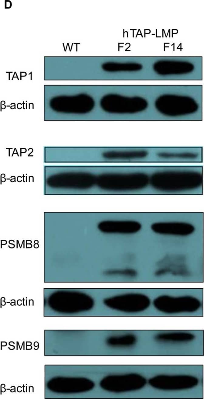 Generation of hTAP-LMP transgenic mice.(A) Schematic map of the BAC clone RP11-10A19. (B) PCR genotyping of the founder mice. F2 and F14 were the two positive founder mice. “−”, tail DNA samples of WT littermates; “+”, plasmid DNA of the BAC clone RP11-10A19. (C) Relative mRNA expression of human TAP1, TAP2, PSMB8, and PSMB9 in splenocytes from WT or hTAP-LMP mice as analyzed by qRT-PCR and normalized to 18S rRNA levels. (D) Expression of human TAP1 (65 kDa), TAP2 (75 kDa), PSMB8 (23/28 kDa), and PSMB9 (22 kDa) in WT or hTAP-LMP mice was determined by western blotting;  beta -actin (42 kDa) was used as an internal control. (E) FACS analysis for CD4 and CD8 expression of splenocytes from WT and hTAP-LMP mice (up), with the percentage of CD4+ T cells (below, left) and CD8+ T cells (below, right). PCR genotyping and western blotting were performed on individual mice, and the depicted results are representative of at least three independent experiments. Full-length PCR gels and Western blots are presented in Supplementary Figs S6 and S7, respectively. Results of the qRT-PCR and FACS analysis are representative of at least three independent experiments with n ≥ 3. Data represent the mean ± SD. ns, not significant. Image collected and cropped by CiteAb from the following open publication (//pubmed.ncbi.nlm.nih.gov/27634283), licensed under a CC-BY license. Not internally tested by R&D Systems.