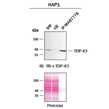 Immunoprecipitation was performed on cell lysate of HAP1 human near-haploid cell line using 2.0 μg of Mouse Anti-Human TDP-43 Monoclonal Antibody (Catalog # MAB7778) pre-coupled to protein G or protein A beads.  Immunoprecipitated TDP-43/TARDBP was detected with a Rabbit Anti-TDP-43 antibody. The Ponceau stained transfers of each blot are shown. SM=10% starting material; UB=10% unbound fraction; IP=immunoprecipitated.  Image, protocol, and testing courtesy of YCharOS Inc. (ycharos.com).
