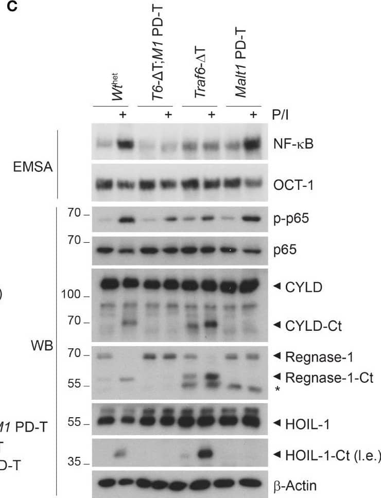 Western Blot MCPIP1/ZC3H12A Antibody (604421) [Unconjugated]