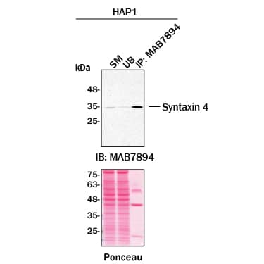 Immunoprecipitation was performed on cell lysate of HAP1 human near-haploid cell line using 2.0 μg of Mouse Anti-Human Syntaxin-4 Monoclonal Antibody (Catalog # MAB7894) pre-coupled to protein G or protein A beads.  Immunoprecipitated Syntaxin-4 was detected with an   Anti-Human Syntaxin-4 Monoclonal  Antibody (Catalog # MAB7894)  The Ponceau stained transfers of each blot are shown. SM=10% starting material; UB=10% unbound fraction; IP=immunoprecipitated.  Image, protocol, and testing courtesy of YCharOS Inc. (ycharos.com).