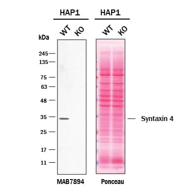 Knockout Validated Syntaxin 4 Antibody (884637) [Unconjugated]
