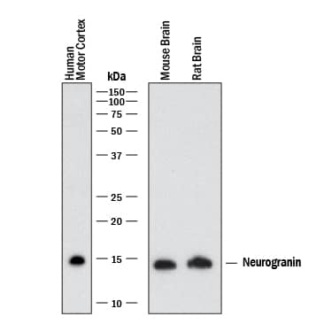 Western blot shows lysates of human brain (motor cortex), mouse brain, and rat brain. PVDF membrane was probed with 2 µg/mL of Mouse Anti-Human Neurogranin Monoclonal Antibody (Catalog # MAB79471) followed by HRP-conjugated Anti-Mouse IgG Secondary Antibody (HAF018). A specific band was detected for Neurogranin at approximately 14-15 kDa (as indicated). This experiment was conducted under reducing conditions and using Western Blot Buffer Group 1.