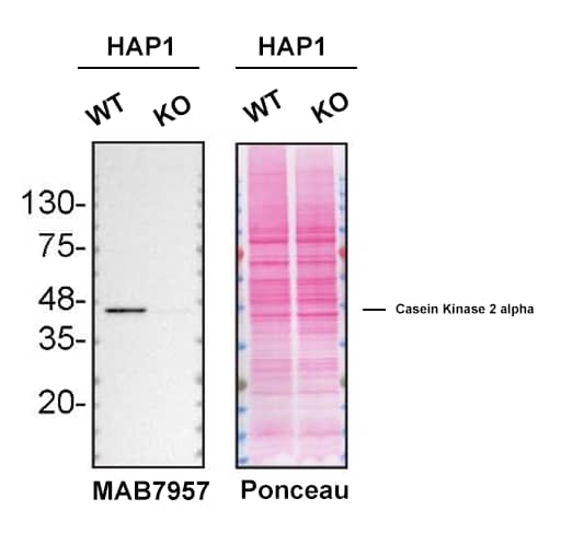 Western blot shows lysates of HAP1 human colorectal carcinoma cell line and Casein Kinase 2 alpha knockout HAP1 cell line (KO). Nitrocellulose membrane was probed with 0.5 µg/mL of Mouse Anti-Human Casein Kinase 2a Monoclonal Antibody (Catalog # MAB7957) followed by HRP-conjugated goat anti-mouse IgG Secondary Antibody. A specific band was detected for Casein Kinase 2 alpha at approximately 47 kDa (as indicated) in the parental HAP1 cell line, but is not detectable in knockout HAP1 cell line. The Ponceau stained transfer of the blot is shown. This experiment was conducted under reducing conditions. Image, protocol, and testing courtesy of YCharOS Inc. See ycharos.com for additional details.