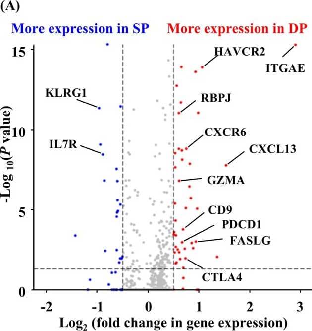 Relationship of different CD8+ TRM subset with B cells and TLS in CRC tumor tissues. (A) Volcano plot showing differentially expressed genes between DP CD8+ TRM subsets and SP CD8+ TRM subsets of the GSE108989 dataset. (B) The FFPE CRC tumor tissue slides from patients with CRC were stained with DAPI (blue), CD20 (green), CD8 (yellow), CD103 (orange), and CD69 (red). (C) Relationship between the proportion of different CD8+ TRM cells and the proportion of B cells in CRC tumor tissues detected by flow cytometry (n = 40) and relationship between the proportion of different CD8+ TRM cells and the count of B cells and the count and area of TLS in CRC tumor tissues detected by mIHC (n = 64). Statistical analysis was performed by Pearson correlation analysis. (D) Schematic overview of the transwell migration assay design. (E) B cell migration rate when cultured either alone or with different CD8+ TRM subsets (n = 10) and B cell migration rate when cultured with DP CD8+ TRM cells with or without anti-CXCL13 neutralizing antibody (n = 7). Statistical analysis was performed by non-parametric Wilcoxon’s matched-pairs tests and Friedman test with Dunn’s multiple comparisons test. (*p < 0.05; **p < 0.01) Image collected and cropped by CiteAb from the following open publication (//biosignaling.biomedcentral.com/articles/10.1186/s12964-024-01990-3), licensed under a CC-BY license. Not internally tested by R&D Systems.