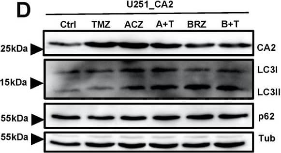 The combination of BRZ and TMZ increased cell death in GBM stem-like cells by activating autophagy (A,B) Autophagy marker LC3 immunostaining of U251_Ctrl and U251_CA2 cells after TMZ and ACZ/BRZ stimulation for 24 h. Co-treatment with TMZ and BRZ induced the expression of LC3 puncta in U251_CA2 cells (scale bar: 50 μm). (C,D) Western Blotting of autophagy-related proteins and CA2 protein in U251_Ctrl and U251_CA2 cells with the same treatment as in (A). TMZ plus BRZ did not increase the protein expression of LC3II in U251_Ctrl cells compared to TMZ treatment alone (C) but increased in U251_CA2 cells (D) (n = 3). (E–G) Western Blotting of autophagy-related proteins and CA2 protein in GBM stem cells with the same treatment as in Figure 5E–G for 24 h stimulation. Compared with the control group, TMZ monotherapy has a tendency to increase the protein level of LC3II, but the expression of it is significantly increased in BRZ alone and TMZ combined with BRZ treatment (n = 3). Results were obtained from three independent experiments. Data are presented as mean ± SEM, One-way ANOVA was used to analyze the data, * p < 0.05; ** p < 0.01; *** p < 0.001, ns: not significant. Image collected and cropped by CiteAb from the following open publication (//pubmed.ncbi.nlm.nih.gov/35008590), licensed under a CC-BY license. Not internally tested by R&D Systems.