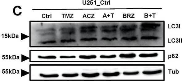 The combination of BRZ and TMZ increased cell death in GBM stem-like cells by activating autophagy (A,B) Autophagy marker LC3 immunostaining of U251_Ctrl and U251_CA2 cells after TMZ and ACZ/BRZ stimulation for 24 h. Co-treatment with TMZ and BRZ induced the expression of LC3 puncta in U251_CA2 cells (scale bar: 50 μm). (C,D) Western Blotting of autophagy-related proteins and CA2 protein in U251_Ctrl and U251_CA2 cells with the same treatment as in (A). TMZ plus BRZ did not increase the protein expression of LC3II in U251_Ctrl cells compared to TMZ treatment alone (C) but increased in U251_CA2 cells (D) (n = 3). (E–G) Western Blotting of autophagy-related proteins and CA2 protein in GBM stem cells with the same treatment as in Figure 5E–G for 24 h stimulation. Compared with the control group, TMZ monotherapy has a tendency to increase the protein level of LC3II, but the expression of it is significantly increased in BRZ alone and TMZ combined with BRZ treatment (n = 3). Results were obtained from three independent experiments. Data are presented as mean ± SEM, One-way ANOVA was used to analyze the data, * p < 0.05; ** p < 0.01; *** p < 0.001, ns: not significant. Image collected and cropped by CiteAb from the following open publication (//pubmed.ncbi.nlm.nih.gov/35008590), licensed under a CC-BY license. Not internally tested by R&D Systems.