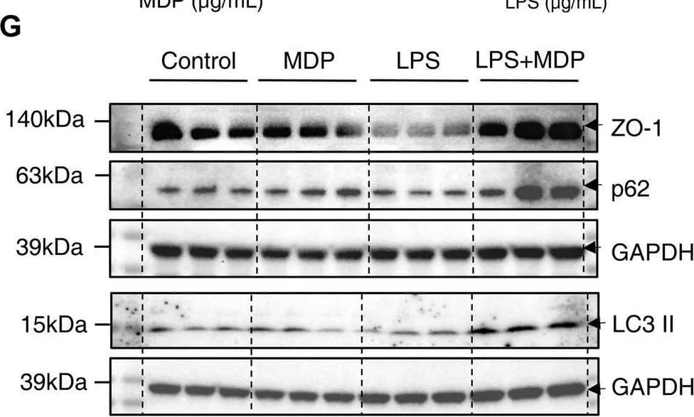 MDP reduces intestinal barrier damage and activates autophagy in vitro. (A) Schematic diagram of the administration of MDP (0, 1, 5, 10 μg/ml, respectively) in Caco-2 cells. (B) Western blotting analysis for NOD2, LC3 І, and LC3 ІІ with GAPDH as the internal standard protein in Caco-2 cells. Representative images of the immune blotting were shown. (C,D) Quantification of the relative expression of NOD2 and LC3 ІІ in panel (B) by ImageJ, respectively. Results were from three independent experiments. (E) Cytotoxicity of Caco-2 cells with the administration of with LPS (0, 1, 10, 100 μg/mL, respectively) for 24 h by testing LDH OD value. (F) Relative RNA levels of IL-1 beta  of Caco-2 cells with the administration of LPS. (G) Western blotting analysis for ZO-1, p62, and LC3 ІІ with GAPDH as the internal standard protein in Caco-2 cells of the groups (Control, MDP, LPS, and LPS + MDP), respectively. Representative images of three duplicate samples of the immune blotting were shown. (H–J) Quantification of the relative expression of ZO-1, p62, and LC3 ІІ in panel (G) by ImageJ, respectively. (K) Cytotoxicity of Caco-2 cells of the groups (Control, MDP, LPS, and LPS + MDP) by testing LDH OD value. Data were expressed as mean ± SEM. *p <0.05, **p <0.01, ns, not significant, One-way ANOVA. Image collected and cropped by CiteAb from the following open publication (//pubmed.ncbi.nlm.nih.gov/36506547), licensed under a CC-BY license. Not internally tested by R&D Systems.