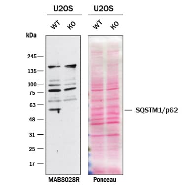 <b>Genetic Strategies Validation. </b>Western blot shows lysates of U2OS human osteosarcoma cell line and p62/SQSTM1 knockout U2OS cell line (KO). Nitrocellulose membrane was probed with 0.5 µg/mL of Mouse Anti-Human/Mouse/Rat p62/SQSTM1 Monoclonal Antibody (Catalog # MAB8028R) followed by HRP-conjugated Anti-Mouse IgG Secondary Antibody. A specific band was detected for p62/SQSTM1 at approximately 62 kDa (as indicated) in the parental U2OS cell line, but is not detectable in knockout U2OS cell line. The Ponceau stained transfer of the blot is shown. This experiment was conducted under reducing conditions. Image, protocol, and testing courtesy of YCharOS Inc. See ycharos.com for additional details.