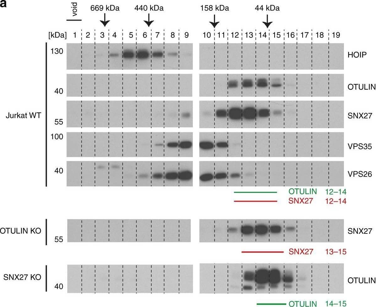 Binding of OTULIN antagonizes SNX27 association with early endosomes. a Co-elution of endogenous OTULIN and SNX27 was analyzed by size exclusion chromatography. Upper panels: cell lysates of parental Jurkat T cells were fractionated using a Superdex 200 column and elution profiles of endogenous proteins (OTULIN, SNX27, HOIP, VPS35, and VPS26) were determined by WB. Lower panels: determination of elution profiles of endogenous SNX27 and OTULIN in OTULIN and SNX27 KO Jurkat T cells, respectively. Peak elution of molecular weight standards is depicted at the top. b HEK293 cells virally transduced with GFP-SNX27 (green) were stained for early endosomes using anti-EEA1 antibody (red) and co-localization was analyzed by confocal microscopy. c HEK293 cells were co-transduced with GFP-SNX27 (green) and RFP-OTULIN WT,  delta ETSL or C129A (red). Localization of proteins was analyzed by confocal fluorescence microscopy. d HEK293 cells virally transduced with RFP-OTULIN WT,  delta ETSL or C129A (gray) were stained for endogenous SNX27 (green) and EEA1 (red) and localization was analyzed by confocal fluorescence microscopy. e WT or OTULIN KO HEK293 cells were stained for endogenous SNX27 (green) and EEA1 (red) and localization was analyzed by confocal fluorescence microscopy. Co-localization in d and e was quantified by determining Pearson’s correlation using at least 12 pictures and imaging more than 100 cells for each condition. Graphs depict the mean ± SD. Two-tailed p-values: ns not significant, *p ≤ 0.05, ***p ≤ 0.001 by unpaired t-test. Scale bars: 10 µm. Source data are provided as a Source Data file Image collected and cropped by CiteAb from the following open publication (//pubmed.ncbi.nlm.nih.gov/31541095), licensed under a CC-BY license. Not internally tested by R&D Systems.