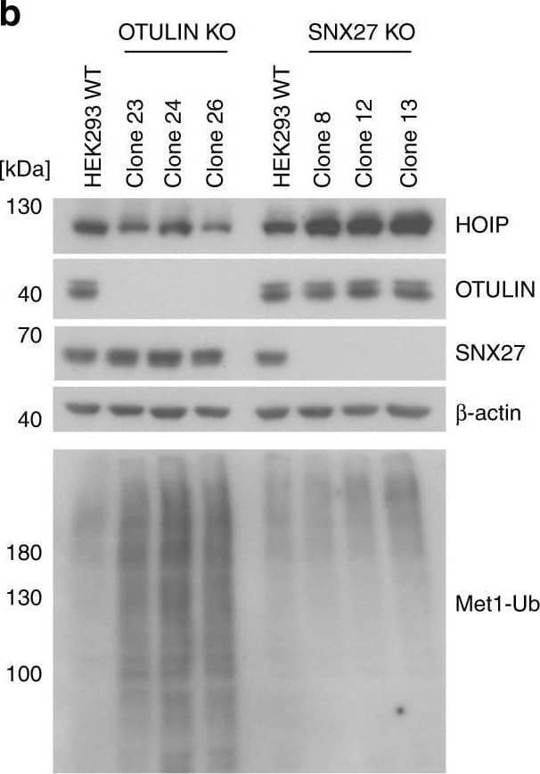 OTULIN counteracts SNX27 cargo loading. a Formation of a ternary HOIP-OTULIN-SNX27 complex was analyzed after co-expression of GFP-SNX27, HA-HOIP, and Flag-OTULIN in HEK293 cells. Ternary complex via Flag-OTULIN was verified using OTULIN Y56F (PIM mutation) and  delta ETSL (PDZbm deletion) mutants. GFP-SNX27 was precipitated by GFP-Traps and association of OTULIN and HOIP was analyzed by WB. b SNX27 deficiency does not affect accumulation of Met1-ubiquitin chains. Extracts of WT, OTULIN-deficient, or SNX27-deficient HEK293 cells were analyzed for the abundance of Met1-ubiquitin chains and the expression of HOIP, OTULIN, and SNX27 by WB. c GFP or GFP-SNX27 constructs (WT or H114A) were expressed in HEK293 cells and cargo loading was analyzed by GFP-Traps by WB. d GFP-SNX27 WT was expressed in HEK293 cells alone or in the presence of HA-OTULIN WT,  delta ETSL (PDZbm deletion), C129A (catalytically inactive), or C129A/L259E (catalytically inactive ubiquitin-binding mutant) and cargo loading was analyzed by GFP-Traps from cell lysates by WB. e Cargo-loading to endogenous SNX27 was assessed after anti-SNX27-IP in parental HEK293 cells as well as SNX27 KO or OTULIN KO cells. Binding of SNX27 to cargos and OTULIN was analyzed by WB. f Cargo-loading onto endogenous SNX27 was assessed by WB after anti-SNX27-IP in OTULIN KO HEK293 cells reconstituted with mock, OTULIN WT or OTULIN  delta ETSL. Binding of each cargo to GFP-SNX27 (d) or SNX27 (e, f) was quantified from four independent experiments (see Supplementary Fig. 7a, b, e). A cumulative score for relative binding of all cargos to SNX27 was calculated and depicted as mean ± SD below the WB. Two-tailed p-values: ns not significant, ***p ≤ 0.001 by unpaired t-test. Source data are provided as a Source Data file Image collected and cropped by CiteAb from the following open publication (//pubmed.ncbi.nlm.nih.gov/31541095), licensed under a CC-BY license. Not internally tested by R&D Systems.
