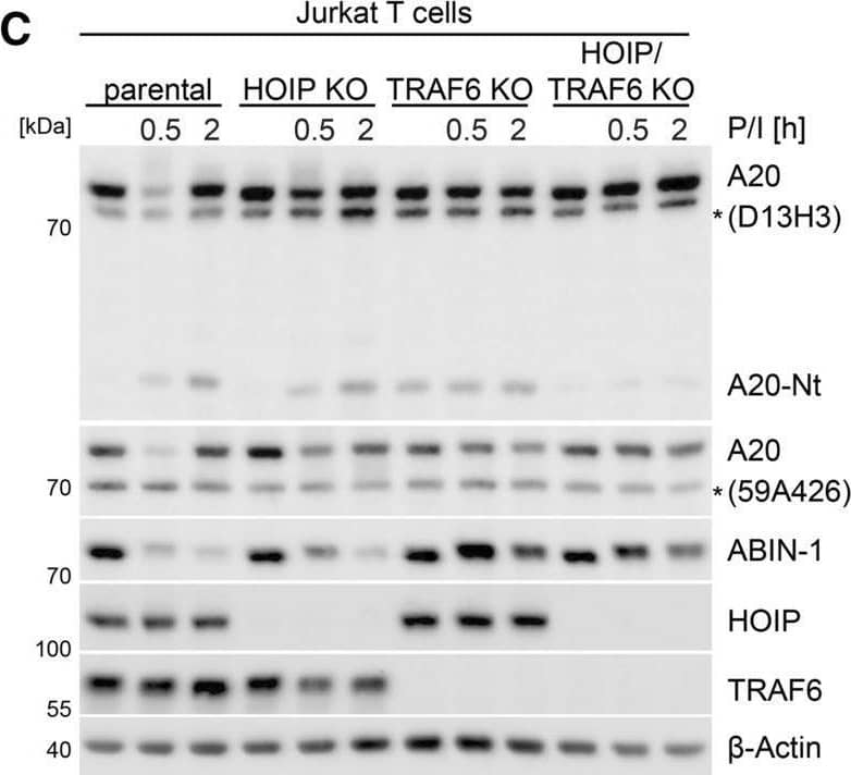 A post-translational crosstalk controls stability of A20 and ABIN-1 after stimulation in Jurkat T cells. A Stability of ABIN-1 and A20 in Jurkat T cells after P/I stimulation treated with proteasome inhibitor MG132 (25 µM) analyzed by Western blot. B, C Stability of ABIN-1 and A20 in parental, CARD11 KO TRAF6 KO, HOIP KO and TRAF6/HOIP double KO Jurkat T cells after P/I stimulation analyzed by Western blot. D, E Stability of ABIN-1 and A20 in parental, ABIN-1 KO and A20 KO Jurkat T cells after CD3/CD28 and P/I stimulation analyzed by Western blot. F ABIN-1-IP and detection of A20-bound ABIN-1 in Jurkat T cells after P/I stimulation analyzed by Western blot. G ABIN-1 ubiquitination in HEK293 cells transfected with Flag-A20 WT, ZNF4/7 mt and OTU mt together with ABIN-1 and HA-K48Ub (K48-only) after ABIN-1-IP analyzed by Western blot. H A20 ubiquitination in HEK293 cells transfected with Flag-A20 WT, ZNF4/7 mt and OTU mt after HA-IP was analyzed by Western blot. I, J ABIN-1 stability and A20 cleavage in Jurkat T cells treated with MALT1 inhibitor MLT-985 (1 µM) following CD3/CD28 or P/I stimulation analyzed by Western blot Image collected and cropped by CiteAb from the following open publication (//pubmed.ncbi.nlm.nih.gov/35099607), licensed under a CC-BY license. Not internally tested by R&D Systems.