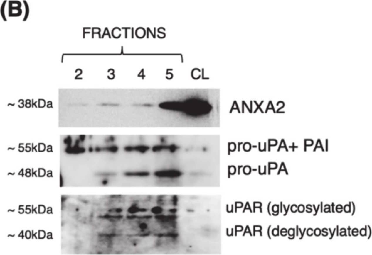 Localization of CTSB and members of the proteolytic cascade in the caveolae. Representative WB showing expression of (A) CTSB (pro-CTSB, sc-CTSB, dc-CTSB) and CAV1, or (B) ANXA2, pro-uPA and uPAR in caveolae-enriched fractions (2–5, 15 μL) and cell lysates (CL) from hTM cells. l.e.: lower exposure; h.e.: higher exposure. (C) Representative WB showing expression of pro-CTSB, pro-uPA, and uPA in conditioned media (15 μL) from hTM cells. Image collected and cropped by CiteAb from the following open publication (//pubmed.ncbi.nlm.nih.gov/33379277), licensed under a CC-BY license. Not internally tested by R&D Systems.