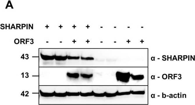 SHARPIN affects the induction of IFN response. (A) PLC3WT and PLC3SHARPIN-KO cells (indicated, respectively, with + and −), are mock- or HEV ORF3-transfected (indicated, respectively, with − and +). Successful knockout and ORF3 transfection verified by Western blot. B-actin is displayed as a control. Two replicates of each condition are displayed. (B) PLC3WT and PLC3SHARPIN-KO cells were mock- or HEV ORF3-transfected and two days later transfected with poly (I:C). IFN-beta  (left) and IFN-lambda  mRNA levels measured by qRT-PCR. Transcripts normalized to reference genes (ATP5B, CYC1, YWHAZ, HPRT1, RPL30) and scaled to PLC3WT—MOCK (ORF3-). (C) PLC3WT and PLC3SHARPIN-KO cells infected with HEV (MOI 22000) and infection levels analyzed 6 days later by HEV ORF2 immunostaining. Representative confocal images on the right. Nuclei in blue and ORF2 in green. Results are represented as mean ± SEM compiled from three independent experiments. Statistical significance calculated by (multiple) t-test. Differences were considered as statistically significant when p < 0.05 (*). Image collected and cropped by CiteAb from the following open publication (//www.mdpi.com/1999-4915/15/12/2412), licensed under a CC-BY license. Not internally tested by R&D Systems.