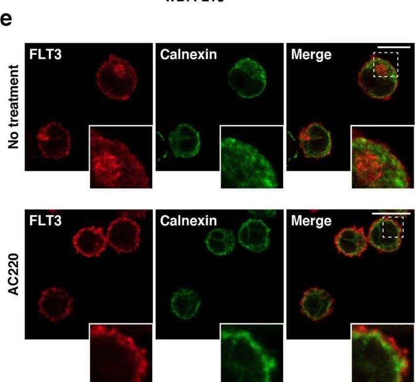 FLT3-ITD retention in the Golgi region is dependent on its tyrosine kinase activity. (a, b) MOLM-14 cells were treated for 4 h with AC220 (a) or PKC412 (b). Lysates were immunoblotted for FLT3, phospho-FLT3 Tyr842 (pFLT3Y842), AKT, pAKT, ERK, pERK, STAT5, and pSTAT5. Full length blots are presented in Supplementary Fig. 5. (c) MOLM-14 cells were treated with AC220 (upper graph) or PKC412 (lower graph) for 48 h. Cell proliferation was assessed by ATP production. Results are means ± s.d. (n = 3). (d) Lysates from MOLM-14 were treated with peptide N-glycosidase F (PNGase F) or endoglycosidase H (endo H) then immunoblotted with anti-FLT3 antibody. CG complex-glycosylated form, HM high mannose form, DG deglycosylated form. Full length blots are presented in Supplementary Fig. 5. (e, f) MOLM-14 cells were treated with 10 nM AC220 or 100 nM PKC412 for 8 h (e) or 16 h (f). (e) Fixed cells were permeabilized, then immunostained with anti-FLT3 (red) and anti-calnexin (ER marker, green). Insets show the magnified images of the boxed area. Bars, 10 µm. (f) Non-permeabilized cells were immunostained with an anti-FLT3 extracellular domain (ECD) antibody. Bars, 10 µm. Note that FLT3 tyrosine kinase inhibitors inactivated FLT3, then released the receptor from the Golgi region for localization to the PM. Image collected and cropped by CiteAb from the following open publication (//pubmed.ncbi.nlm.nih.gov/34811450), licensed under a CC-BY license. Not internally tested by R&D Systems.