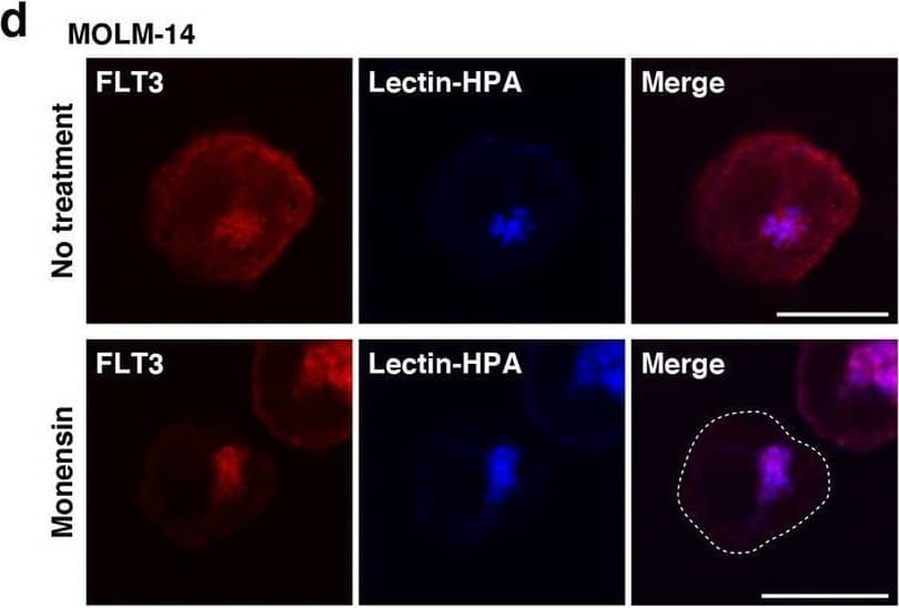 In AML cells, FLT3-ITD can activate AKT, ERK, and STAT5 before it reaches the PM. (a–c) MOLM-14 (a, b), MV4-11, or Kasumi-6 cells (c) were treated with inhibitors of ER export (BFA or M-COPA) for 8 h. (a) MOLM-14 cells treated with 1 µM BFA (middle panels) or 1 µM M-COPA (bottom panels) were stained with anti-FLT3 (red) and calnexin (ER marker, green). Insets show the magnified images of the boxed area. Bars, 10 µm. (b) Lysates were immunoblotted for FLT3, phospho-FLT3 Tyr842 (pFLT3Y842), AKT, pAKT, ERK, pERK, STAT5, and pSTAT5. To examine pFLT3Y591, FLT3 was immunoprecipitated, then immunoblotted. (c) MV4-11 (left) or Kasumi-6 cells (right) were treated with M-COPA for 8 h, then immunoblotted. Full length blots are presented in Supplementary Fig. 5. Note that BFA and M-COPA inhibited the activation of AKT and ERK but not that of STAT5 through blocking FLT3-ITD trafficking from the ER to the Golgi apparatus. (d, e) MOLM-14 cells were treated with monensin (inhibitor of Golgi export) for 8 h. (d) Cells treated with 100 nM monensin were stained with anti-FLT3 (red) and lectin-HPA (Golgi marker, blue). Dashed line, cell border. Bars, 10 µm. (e) Lysates were immunoblotted with the indicated antibody. To examine pFLT3Y591, FLT3 was immunoprecipitated, then immunoblotted. Full length blots are presented in Supplementary Fig. 5. (f) MV4-11 (left) or Kasumi-6 cells (right) were treated with monensin for 8 h, then immunoblotted. Full length blots are presented in Supplementary Fig. 6. Image collected and cropped by CiteAb from the following open publication (//pubmed.ncbi.nlm.nih.gov/34811450), licensed under a CC-BY license. Not internally tested by R&D Systems.