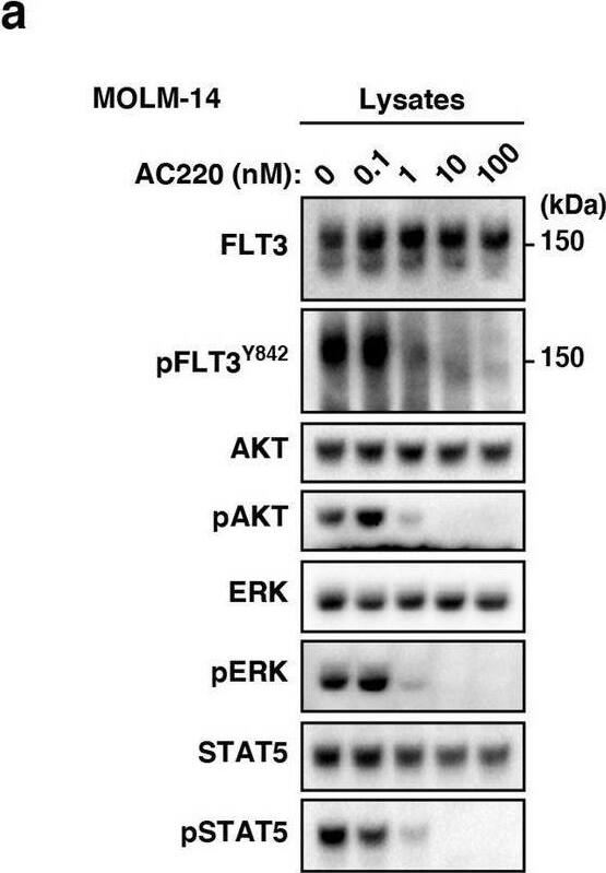FLT3-ITD retention in the Golgi region is dependent on its tyrosine kinase activity. (a, b) MOLM-14 cells were treated for 4 h with AC220 (a) or PKC412 (b). Lysates were immunoblotted for FLT3, phospho-FLT3 Tyr842 (pFLT3Y842), AKT, pAKT, ERK, pERK, STAT5, and pSTAT5. Full length blots are presented in Supplementary Fig. 5. (c) MOLM-14 cells were treated with AC220 (upper graph) or PKC412 (lower graph) for 48 h. Cell proliferation was assessed by ATP production. Results are means ± s.d. (n = 3). (d) Lysates from MOLM-14 were treated with peptide N-glycosidase F (PNGase F) or endoglycosidase H (endo H) then immunoblotted with anti-FLT3 antibody. CG complex-glycosylated form, HM high mannose form, DG deglycosylated form. Full length blots are presented in Supplementary Fig. 5. (e, f) MOLM-14 cells were treated with 10 nM AC220 or 100 nM PKC412 for 8 h (e) or 16 h (f). (e) Fixed cells were permeabilized, then immunostained with anti-FLT3 (red) and anti-calnexin (ER marker, green). Insets show the magnified images of the boxed area. Bars, 10 µm. (f) Non-permeabilized cells were immunostained with an anti-FLT3 extracellular domain (ECD) antibody. Bars, 10 µm. Note that FLT3 tyrosine kinase inhibitors inactivated FLT3, then released the receptor from the Golgi region for localization to the PM. Image collected and cropped by CiteAb from the following open publication (//pubmed.ncbi.nlm.nih.gov/34811450), licensed under a CC-BY license. Not internally tested by R&D Systems.
