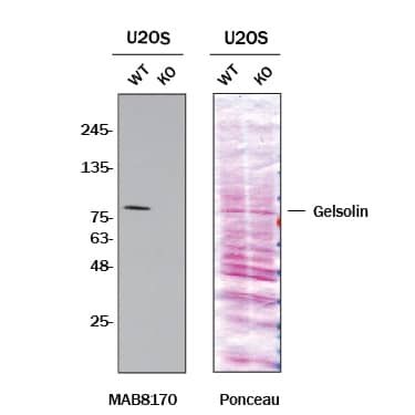 <b>Genetic Strategies Validation. </b>Western blot shows lysates of U2OS human osteosarcoma cell line and Gelsolin/GSN knockout U2OS cell line (KO). Nitrocellulose membrane was probed with 0.1 µg/mL of Mouse Anti-Human/Mouse/Rat Gelsolin/GSN Monoclonal Antibody (Catalog # MAB8170) followed by HRP-conjugated Anti-Mouse IgG Secondary Antibody. A specific band was detected for Gelsolin/GSN at approximately 80 kDa (as indicated) in the parental U2OS cell line, but is not detectable in knockout U2OS cell line. The Ponceau stained transfer of the blot is shown. This experiment was conducted under reducing conditions. Image, protocol, and testing courtesy of YCharOS Inc. See ycharos.com for additional details.