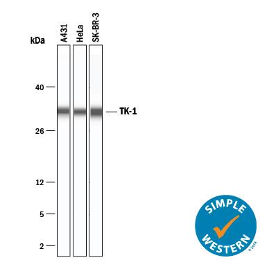 Simple Western Thymidine Kinase 1 Antibody (2627A) [Unconjugated]