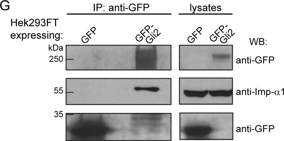 Western Blot Importin beta/KPNB1 Antibody (845208)