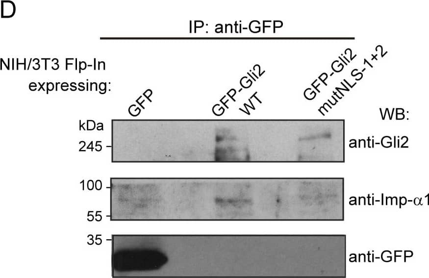 Western Blot Importin beta/KPNB1 Antibody (845208)