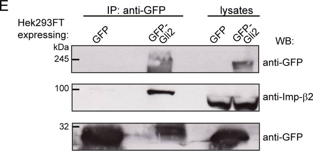 cNLSs are necessary for Gli2 nuclear import.(A) Sequences in Gli2_Mm predicted as cNLSs by cNLS-Mapper [40] using a cut-off of 5 with the corresponding scores (out of 10). Residues that were mutated for alanines in the mutNLS constructs are in bold. The mutated sequences are not predicted (n.p.) as cNLS. (B) Transduced NIH/3T3 cells expressing GFP-Gli2, wt or cNLS mutants (mutNLS-1, mutNLS-2 or mutNLS-1+2), were treated with SAG for 90 min or DMSO as control. Cells were stained for cilium (anti-Ac.Tub, red), GFP-Gli2 (anti-GFP, green) and nucleus (DAPI, blue). The same pictures are also shown with the channel corresponding to GFP-Gli2 in grey scale to help the visualization. Scale bar: 10 μm. (C) Quantification of nuclear Gli2 was performed as explained in Fig 1C. Black, solid line indicates comparison between control and Hh activated conditions for wtGli2, dotted line indicates comparison between wtGli2 under basal condition and mutNLS-1 or mutNLS-1+2 under basal or activated conditions and black, discontinued line indicates comparison between activated conditions for wtGl2 and mutNLS-2. *p0.05 (hypothesis test for proportions). (D) Measurement of cilia length in transfected cells. Each point represents a measurement for a single cilium; red lines represent the median length. At least 60 cilia were measured for each condition. n.s. (not significant) p>0.05 (Mann-Whitney test). (E) WB detecting Imp-beta 2 after precipitating GFP-Gli2 with GFP-Trap from HEK293FT transfected with pEGFP-Gli2. Membranes were cut at different levels so as to detect in the same samples the precipitated GFP-Gli2 and GFP. The levels of GFP-Gli2, Imp-beta 2 and GFP in the lysates used for immunoprecipitation were assessed by WB. The band corresponding to GFP looks distorted because the protein migrates with the dye front. (F) Quantification of nuclear Gli2 in transfected cells was performed as described in Fig 1C. At least 60 cells were analysed for each condition. *** p<0.0001 (Kruskal-Wallis test). (A-E) are representative of 3 independent experiments. (G) Activation of a luciferase-based Hh reporter gene in NIH/3T3 transfected with plasmids coding for myc-MBP or myc-MBP-M9M and then stimulated with SAG or DMSO as control. As explained in Materials and Methods, RLU values from SAG treated cells are normalised against the RLU values from non-activated cells and expressed as mean ± s.d from triplicates from two independent experiments. ** p<0.001 (Mann-Whitney test). (H) Quantification of nuclear Gli2 in NIH/3T3 cells transfected with pEGFP-Gli2 alone, or pEGFP-Gli2 plus plasmids coding for myc-MBP or myc-MBP-M9M. Some cells transfected with pEGFP-Gli2 alone were treated with IPZ for 1 hour before activation of the Hh pathway with SAG. In the case of cells tranfected with myc-MBP or myc-MBP-M9M, Gli2 nuclear fluorescence was determined in myc-positive cells. Quantification was performed as described in legend to Fig 1C. Results are representative of two experiments and at least 50 cells were analysed for each condition.* p<0.05, *** p<0.0001 (ANOVA). Image collected and cropped by CiteAb from the following publication (//pubmed.ncbi.nlm.nih.gov/27579771), licensed under a CC-BY license. Not internally tested by R&D Systems.