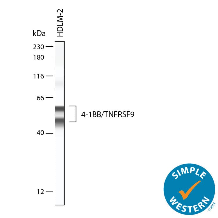 Simple Western lane view shows lysates of HDLM‑2 human Hodgkin’s lymphoma cells, loaded at 0.2 mg/mL. Specific bands were detected for 4‑1BB/TNFRSF9/CD137 at approximately 49 and 57 kDa (as indicated) using 20 µg/mL of Rabbit Anti-Human 4‑1BB/TNFRSF9/CD137 Monoclonal Antibody (Catalog # MAB8381) . This experiment was conducted under reducing conditions and using the 12-230 kDa separation system.