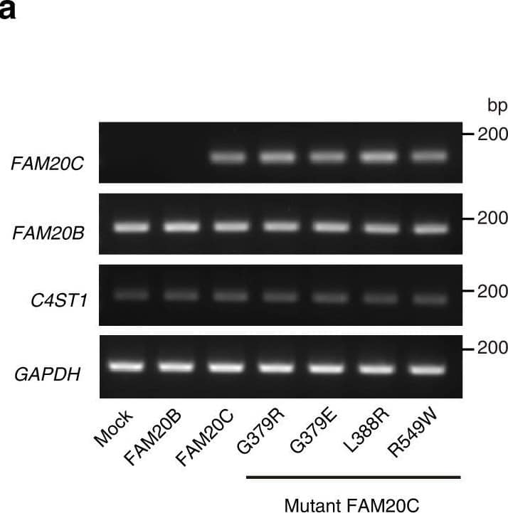Western Blot FAM20B Antibody (1018512) [Unconjugated]
