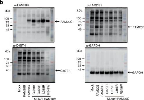 Western Blot FAM20B Antibody (1018512) [Unconjugated]