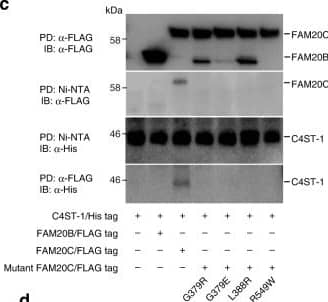 Western Blot FAM20B Antibody (1018512) [Unconjugated]