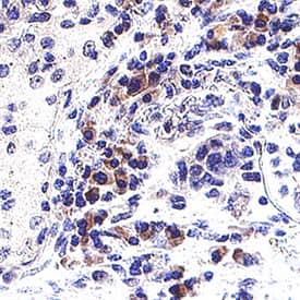 Immunohistochemistry EMR3 Antibody (908235) [Unconjugated]