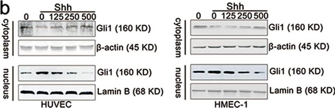 Pristimerin suppresses endothelial cellular motilities required for angiogenesis through inactivating Shh/Gli1 signaling pathway. A Pristimerin suppressed nucleus translocation of Gli1 in endothelial cells. After incubating with Shh (100 ng/mL) and pristimerin (125, 250, and 500 nM) for 24 h, the HUVECs and HMEC-1 cells were stained with Gli1 antibody and Alexa Fluor 488 Donkey anti-Rabbit IgG. DAPI was used to label the nucleus. The cells were observed and photographed with a laser scanning confocal microscope. Scale bar: 20 μm. b, c Pristimerin inhibits Gli1 distribution in endothelial cells. The HUVECs and HMEC-1 cells were incubated with Shh and pristimerin for 24 h, and then lysed with a NE-PERTM Nucleus and Cytoplasmic Extraction Kit. After that, proteins were subjected to western blotting assay.  beta -actin and Lamin B were set as loading control. The quantitative data were presented as ratios of Gli1/ beta -actin and Gli1/Lamin B. The representative blot and quantitative data were shown in B&C, respectively. d, e Pristimerin inactivated Shh/Gli1 and its downstream signaling pathway. The cells were treated with Shh and pristimerin for 24 h and lysed using RIPA buffer. Total proteins were subjected to western blotting assay. The representative blot and quantitative data were shown in d, e, respectively. The data are presented as mean ± SEM, n = 3. ***P < 0.001 compared with the control group; #P < 0.05 and ###P < 0.001 compared with the SHH-treated group. Image collected and cropped by CiteAb from the following open publication (//pubmed.ncbi.nlm.nih.gov/32286274), licensed under a CC-BY license. Not internally tested by R&D Systems.
