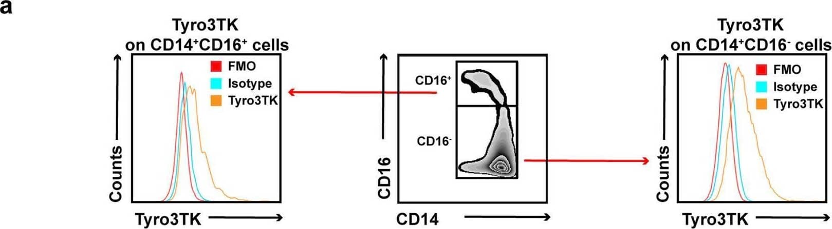 The expression of Tyro3TK on CD14+CD16− monocytes is increased in RA. a Gating strategy for identifying the expression of Tyro3TK on CD14+CD16+ and CD14+CD16− monocytes. Accordingly, the expression of Tyro3TK on CD14+CD16+ and CD14+CD16− monocytes in HC (n = 40) (b), OA (n = 28) (c), and RA patients (n = 40, **P = 0.008) (d) were analyzed and presented as the mean fluorescence intensity (MFI). e The expression of Tyro3TK on CD14+CD16+ monocytes were compared between HC, OA, and RA patients. f The expression of Tyro3TK on CD14+CD16− monocytes were compared between HC, OA, and RA patients (**P = 0.004, ***P < 0.001). g Flow cytometry-sorted CD14+CD16− monocytes from RA (n = 4) and HC (n = 4) were set to detect the mRNA expression of Tyro3TK by qPCR (*P = 0.029). *P < 0.05, **P < 0.01, ***P < 0.001; ns, not significant (Mann-Whitney U test, b, d, and g; Student’s t test, c; Kruskal-Wallis test followed by Dunn’s post-test for multiple comparisons, e–f) Image collected and cropped by CiteAb from the following open publication (//pubmed.ncbi.nlm.nih.gov/32958023), licensed under a CC-BY license. Not internally tested by R&D Systems.