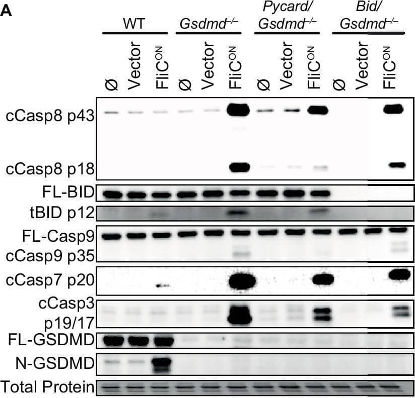 Vector control S. Typhimurium does not activate apoptotic backup pathways in vitro.(A–E) Bone marrow-derived macrophages (BMMs) were infected with indicated SPI2-induced S. Typhimurium strains. (A) Western blot analysis of whole cell lysates at 4 hpi. Results from one experiment. (B) Lactate dehydrogenase (LDH) release at 1–8 hpi. Results representative of three independent experiments. Data are represented as mean ± SD of three technical replicates. Data performed at the same time as Figure 1E, graphed separately for visualization. (C) LDH release at 1–8 hpi. Results from one experiment. Data are represented as mean ± SD of three technical replicates. (D–E) Immunofluorescence and brightfield at 4 hpi. Cells were stained with PI, cleaved caspase-3/7, and Hoechst. Representative image from two (brightfield, PI) or one (cleaved caspase-3/7) independent experiments. Data performed at the same time as Figure 1F. (D) 60 x magnification, scale bar 20 µm. (E) 20 x stitched image, scale bar 500 µm.Figure 1—figure supplement 1—source data 1.Western blot images for Figure 1—figure supplement 1A.Figure 1—figure supplement 1—source data 2.Data for Figure 1—figure supplement 1B–C.Western blot images for Figure 1—figure supplement 1A.Data for Figure 1—figure supplement 1B–C. Image collected and cropped by CiteAb from the following open publication (//pubmed.ncbi.nlm.nih.gov/38055781), licensed under a CC-BY license. Not internally tested by R&D Systems.