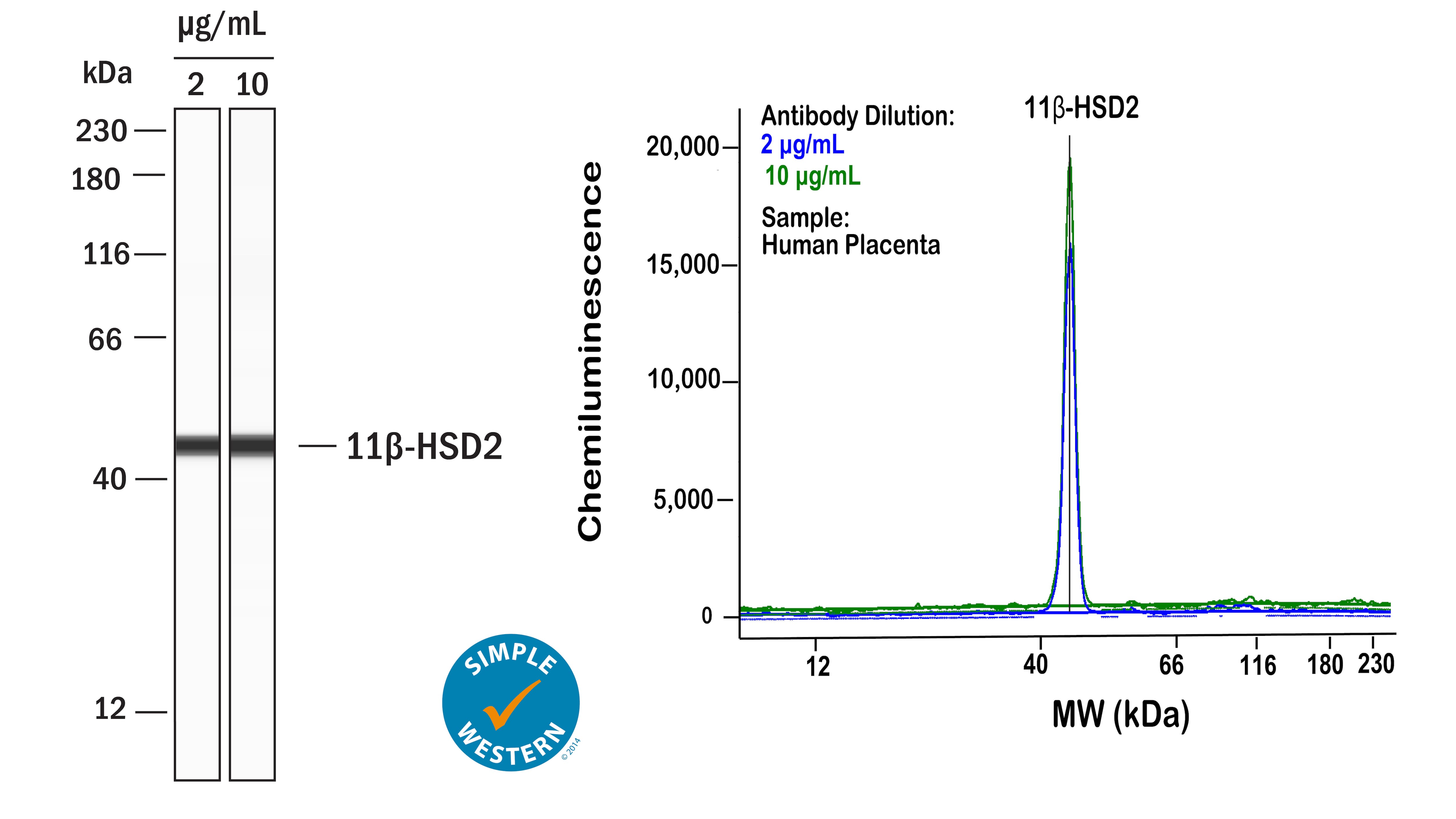 Simple Western HSD11B2 Antibody (921215) [Unconjugated]