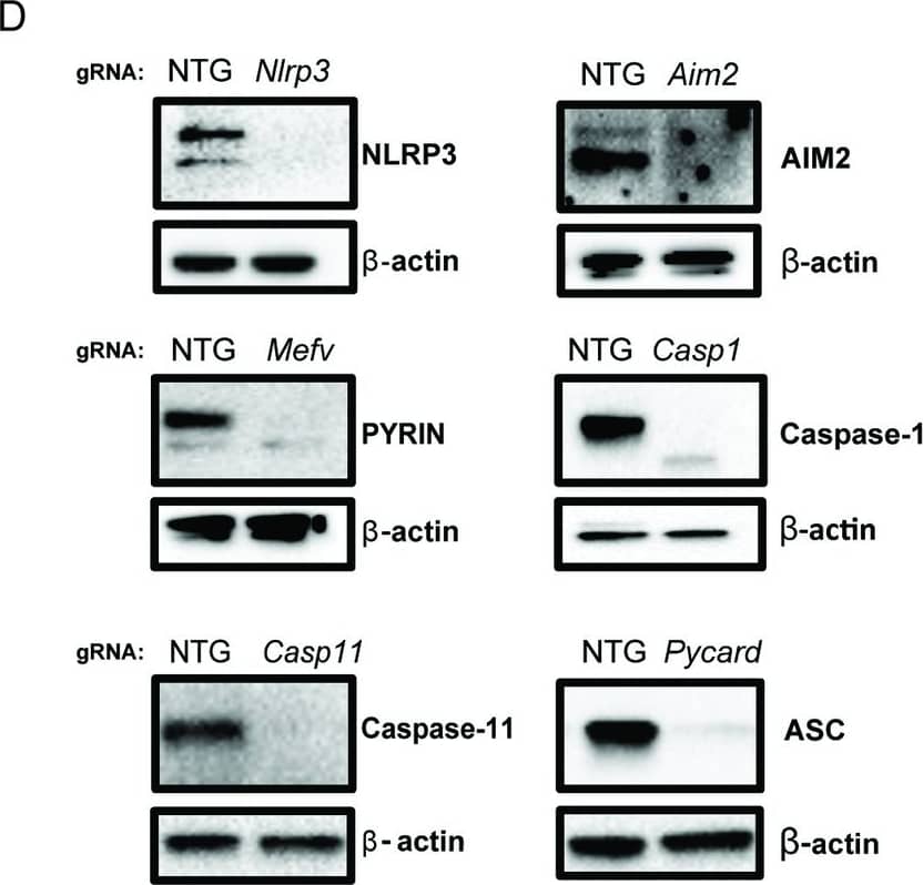 <b>Biological Strategies Validation. </b>Pro-casp-1, casp-11, NLRP3, gasdermin D (GSDMD) expression were assessed by western blot. Statistical significance was determined by using Student’s t-test or one-way ANOVA. Asterisks indicate p-values *=p 0.05. Image collected and cropped by CiteAb from the following open publication (//dx.plos.org/10.1371/journal.ppat.1012167), licensed under a CC-BY license. Not internally tested by R&D Systems.