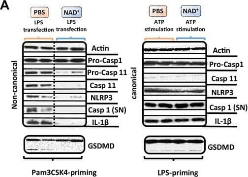 NAD+ specifically inhibits the non-canonical inflammasome by targeting caspase-11.Bone marrow was isolated from mice and bone marrow-derived macrophages (BMDMs) were differentiated in vitro. Subsequently, BMDMs were cultured in the presence of NAD+ or PBS. BMDMs were then primed with either Pam3CSK4 or lipopolysaccharide (LPS) O111:B4. Next primed BMDMs were stimulated with ATP or LPS and cholera toxin B (CTB). (A) Pro-casp-1, pro-casp-11, casp-11, NLRP3, casp-1, IL1 beta , and gasdermin D (GSDMD) expression were determined using western blot and (B) IL-1 beta  secretion and LDH release were assessed in the supernatant. Column plots display mean with standard deviation (n=5-8). Image collected and cropped by CiteAb from the following open publication (//elifesciences.org/articles/88686), licensed under a CC-BY license. Not internally tested by R&D Systems.
