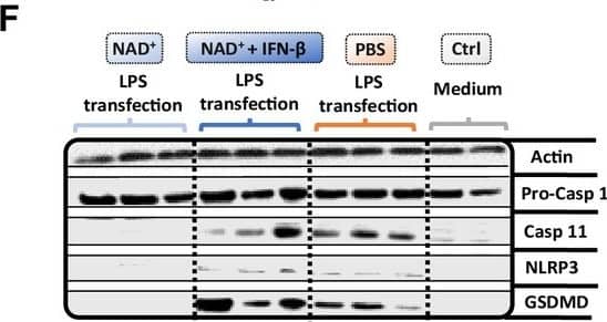 <b>Biological Strategies Validation. </b>Pro-casp-1, casp-11, NLRP3, gasdermin D (GSDMD) expression were assessed by western blot. Statistical significance was determined by using Student’s t-test or one-way ANOVA. Asterisks indicate p-values *=p<0.05, **=p<0.01, and ***=p<0.001, only significant values are shown. All data depicted in this figure are provided as source data. Image collected and cropped by CiteAb from the following open publication (//elifesciences.org/articles/88686), licensed under a CC-BY license. Not internally tested by R&D Systems.