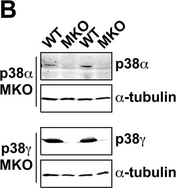 Muscle-specific deletion of the p38 alpha , p38 beta  or p38 gamma  gene does not affect endurance exercise-induced fiber-type transformation. Wild type, p38 alpha , p38 beta , and p38 gamma  MKO mice were subjected to 4 weeks of voluntary running (Ex) or sedentary cage activity (Sed) followed by fiber-type and immunoblot analyses in plantaris muscles. A) PCR of genomic DNA with the appropriate primers (see Materials and Methods) for the loxP flanked p38 alleles in wild type (WT), heterozygous (+/−) and homozygous (−/−) mice with loxP-flanked p38 alleles. Only the homozygous mice with the Cre transgene (not shown) were considered p38 muscle-specific knockout (MKO) mice; B) Immunoblot analysis for p38 alpha  and p38 gamma  protein in plantaris muscles of p38 MKO mice in comparison with the wild type littermates.  alpha -tubulin was used as a loading control; and C) Images of immunofluorescence staining of plantaris muscle sections with antibodies against myosin heavy chain IIb (Green), IIa (Blue) and I (Red). Appreciable increases in the percentage of type IIa fibers with concurrent decreases in type IIb fibers are noted in Ex group compared with Sed group among all four genetic backgrounds. The quantitative data is presented in Table 1. Image collected and cropped by CiteAb from the following open publication (//pubmed.ncbi.nlm.nih.gov/19936205), licensed under a CC-BY license. Not internally tested by R&D Systems.