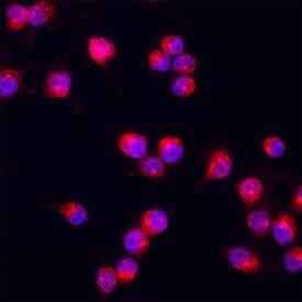 Bax was detected in immersion fixed RAW264.7 cells using Mouse Anti-Human/Mouse Bax Minus C-Terminus Monoclonal Antibody (Catalog # MAB883) at 25 &micro;g/mL for 3 hours at room temperature. Cells were stained using the NorthernLights&trade; 557-conjugated Anti-Mouse IgG Secondary Antibody (red; Catalog # NL007) and counterstained with DAPI (blue). Specific staining was localized to cytoplasm. View our protocol for Fluorescent ICC Staining of Non-adherent Cells.