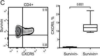 Survivin expression is an essential feature of human CXCR5+ Tfh cell phenotypeIntracellular expression of survivin was investigated in memory (CD45RA−) or naïve (CD45RA+) CD4+ T cells of RA patients (n = 21) and healthy controls (n = 10) using flow cytometry. Cells are gated on CD4+ lymphocytes. Box plots show the frequency of survivin+ cells A. and the mean fluorescence intensity (MFI) of survivin B. Expression of CXCR5 C. within survivin+ and survivin− CD4+ cells, and Bcl-6 D. within survivin+ and survivin− memory (CD45RA−) CD4+ cells of RA patients. The intensity of survivin expression E. within Bcl-6+ and Bcl-6− survivin+ CXCR5+ CD4 cells. The Mann-Whitney U-test was used to compare differences between groups. PBMCs of healthy subjects (1 × 106/ml, n = 6) were cultured with anti-CD3 (0.25 μg/ml) alone or in combination with IL-12 (20 ng/ml) or IL-21 (50 ng/ml). On day 5, the formation of Tfh cells was recognized by expression of CXCR5 and intracellular production of IL-21. Cells were gated on viable CD4+ lymphocytes. Intensity of CXCR5 expression on survivin+ CD4 cells is shown F. The frequency of CXCR5+ cells within survivin+ and survivin− CD4 subsets stimulated with  alpha CD3 + IL-12 G. Intracellular production of IL-21 within the CXCR5+survivin+ and CXCR5+survivin− CD4 cells stimulated with  alpha CD3 + IL-12 is shown by histogram H. Frequency of PD-1+ IL-21+ cells is shown by box plots I. The Wilcoxon matched-pairs signed rank test to compare differences. Boxes and lines represent IQR and median, respectively, and error lines indicate min and max values. Image collected and cropped by CiteAb from the following open publication (//pubmed.ncbi.nlm.nih.gov/26343374), licensed under a CC-BY license. Not internally tested by R&D Systems.