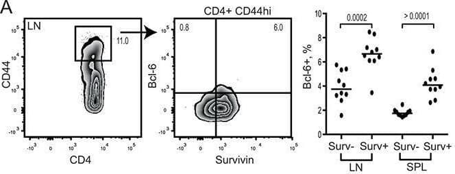 Survivin positive subset of CD44hi CD4 lymphocytes in mouse possess a complete phenotype of Tfh cells Spleen and lymph nodes from collagen II immunized arthritic (CIA) mice were analyzed for expression of survivin and Bcl-6 using flow cytometry A. Cells were gated on memory CD44hiCD4+ lymphocytes. Expression of CXCR5 B. and PD-1 C. was investigated within Bcl-6+ survivin+ and Bcl-6− survivin+ cells. Dots represent individual mice and the horizontal line shows median of the group. Survivin translation in CIA mice was inhibited by shRNA-producing constructs provided as a single intra-peritoneal injection (shSurv16, n = 10, or shSurv13+16, n = 10). Control mice were treated with a non-targeting RNA construct (shNT, n = 9). Survivin expression in spleen was analyzed by flow cytometry 12 days after the injection. Cells were gated on CD4+ lymphocytes. Intensity of survivin expression (MFI) within the groups is shown by a representative histogram and summarized in a box plot D. Survivin expression (MFI) on CD4 lymphocytes correlated to the size of CD44hiCD62L+ population E. Expression of CXCR5 on CD44hiCD4+ lymphocytes in the groups is shown as box plot F. CXCR5+ population correlates with the intensity of survivin G. and with Bcl-6 mRNA H. Boxes and lines represent IQR and median, respectively, and error lines indicate min and max values. The Mann-Whitney U-test was used to compare differences between groups. Correlation analyses were performed using Spearman's test. Image collected and cropped by CiteAb from the following open publication (//pubmed.ncbi.nlm.nih.gov/26343374), licensed under a CC-BY license. Not internally tested by R&D Systems.