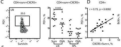Exposure to survivin enriched PD-1+ Bcl-6+ subset of Tfh  via STAT3 dependent mechanismsDBA/1 mice were immunized with survivin-derived peptide (100 μg/mouse × 4, subcutaneously). Control mice were immunized with ovalbumin-derived peptide (OVA). Both groups were then subjected to collagen-induced arthritis. Anti-survivin IgG antibodies, anti-Fcg antibodies, & survivin levels in serum were measured by ELISA A. Flow cytometry analysis of the expression of survivin B. in CD44hiCD4+ lymphocytes, & expression of PD-1 C. & Bcl-6 E. in survivin+CXCR5+ CD4+ lymphocytes in spleen (SPL) & lymph nodes (LN). PD-1 expression correlated to the size of CXCR5+survivin+ population D. Dots represent individual mice & the horizontal line shows median of the group. Protein levels of active STAT3 phosphorylated at Y705 (pStat3), total Stat3, Bcl-6 & actin in spleen were analyzed by the Western blot F. The levels of each protein were quantified in ratio to actin of each sample. Quantification of the detected bands is presented as box plots. Transcription of Bcl-6, cMaf & IL-21 in the spleen was analyzed by RT-PCR & presented in relative quantity (RQ) to the median of the control group G. Anti-survivin antibodies in serum correlated with the size of survivin+ CD4 population in spleen of survivin-immunized mice H. Comparison of the correlations in the survivin- & OVA-immunized groups is done by the Fisher r-to-z transformation analysis. Anti-Fcg antibodies correlated with the intensity of PD-1 on CXCR5+survivin+ CD4 lymphocytes I., as measured by flow cytometry. Box plots with line represent IQR of the group & median, respectively, & error lines indicate min & max values. The Mann-Whitney U-test was used to compare differences between groups. Correlation analyses were performed using Spearman's test. Image collected & cropped by CiteAb from the following open publication (//pubmed.ncbi.nlm.nih.gov/26343374), licensed under a CC-BY license. Not internally tested by R&D Systems.