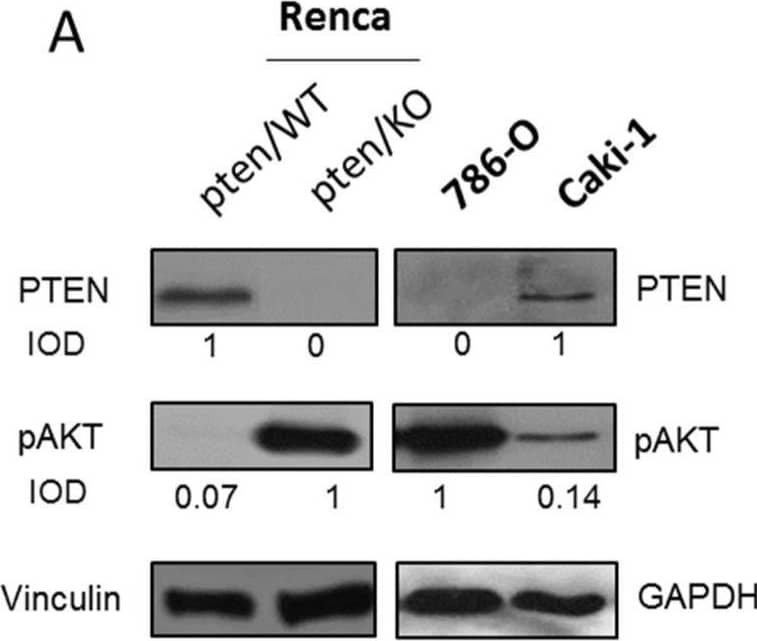PTEN status in tested models (A) PTEN and pAKT levels in kidney cancer cell lines, IOD calculated relative to Vinculin (B) Relative to GusB expression of Pten in RNA isolates from kidney cancer and healthy kidney tissues (C) graphical workflow. Image collected and cropped by CiteAb from the following open publication (//pubmed.ncbi.nlm.nih.gov/35625614), licensed under a CC-BY license. Not internally tested by R&D Systems.