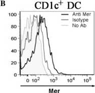 Expression of Mer on dendritic cell populations from the peripheral blood of normal individuals. (A) Gating strategy for the identification of dendritic cells subsets. (B) Expression of Mer on the surface of CD1c+ myeloid dendritic cells subpopulations from the peripheral blood of a representative normal individual. (C) Expression of Mer on the surface of pDCs on myeloid dendritic cells subpopulations from the peripheral blood of a representative normal individual. (D) Expression of Mer on dendritic subsets of normal individuals (n = 15). Horizontal bars represent mean values. Image collected and cropped by CiteAb from the following open publication (//pubmed.ncbi.nlm.nih.gov/24650765), licensed under a CC-BY license. Not internally tested by R&D Systems.