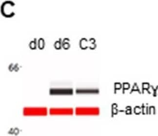 Western Blot KIR3DL3/CD158z Antibody (1136B) [Unconjugated]